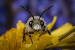 Natuurmonumenten maakt zich zorgen om verdwijnen van leefgebied van insecten in steden en dorpen